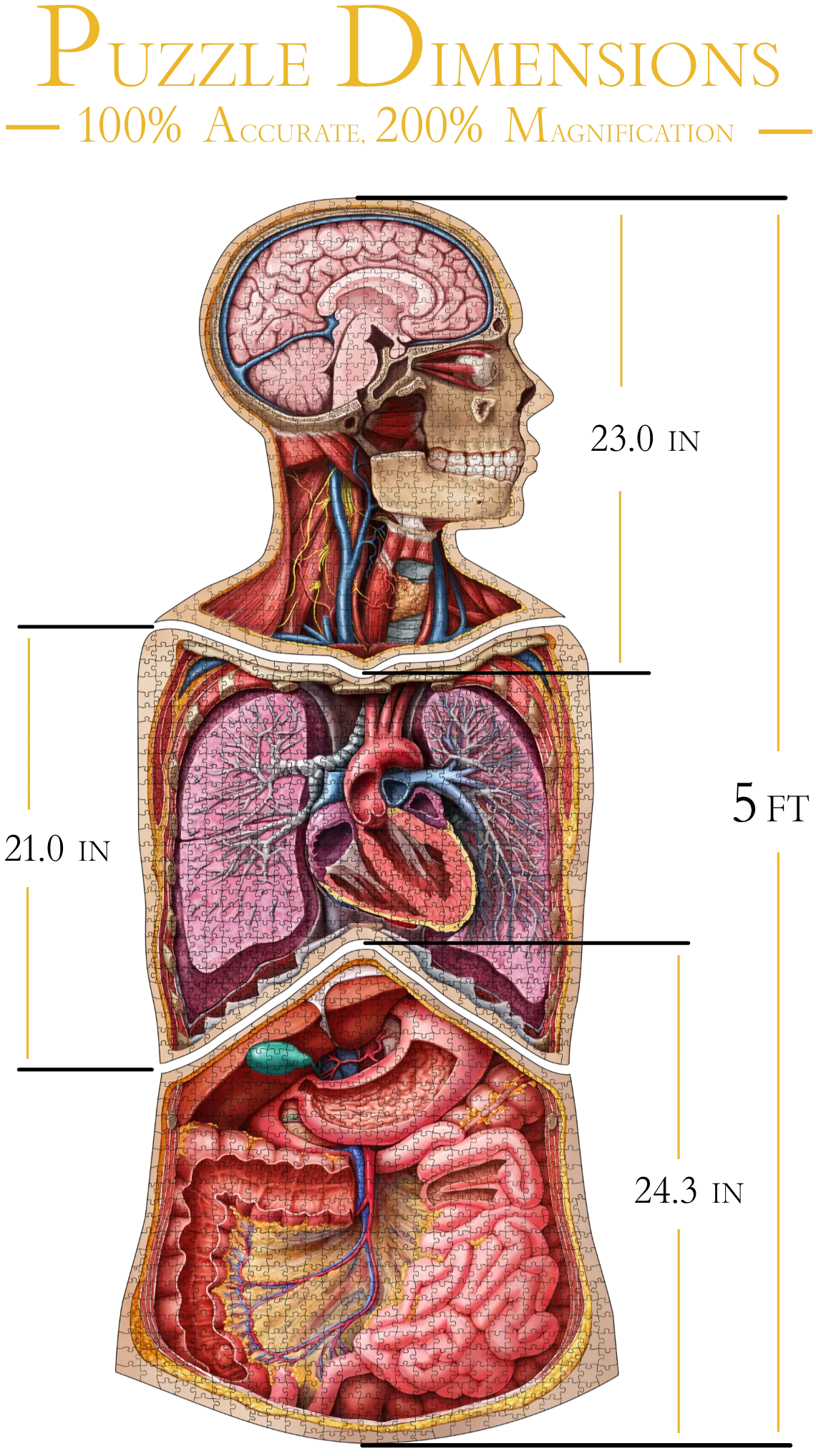 Bundle - Human Anatomy Jigsaw Puzzle Set of Head, Thorax and Abdomen