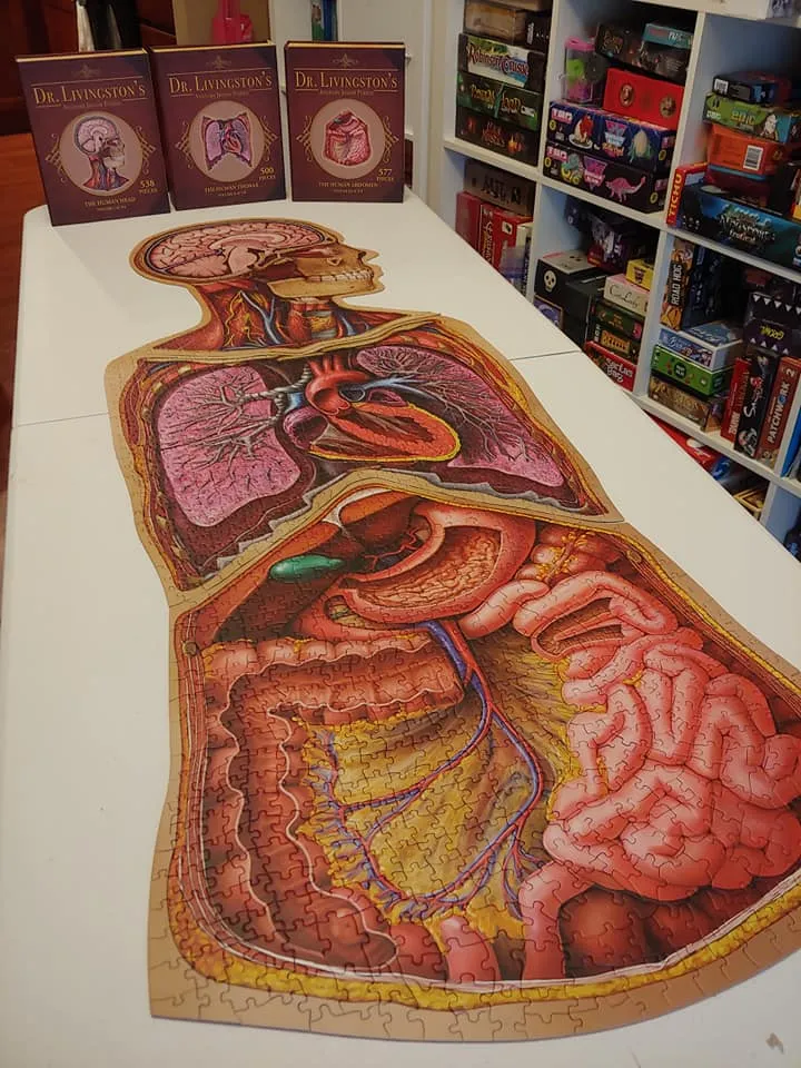 Bundle - Human Anatomy Jigsaw Puzzle Set of Head, Thorax and Abdomen