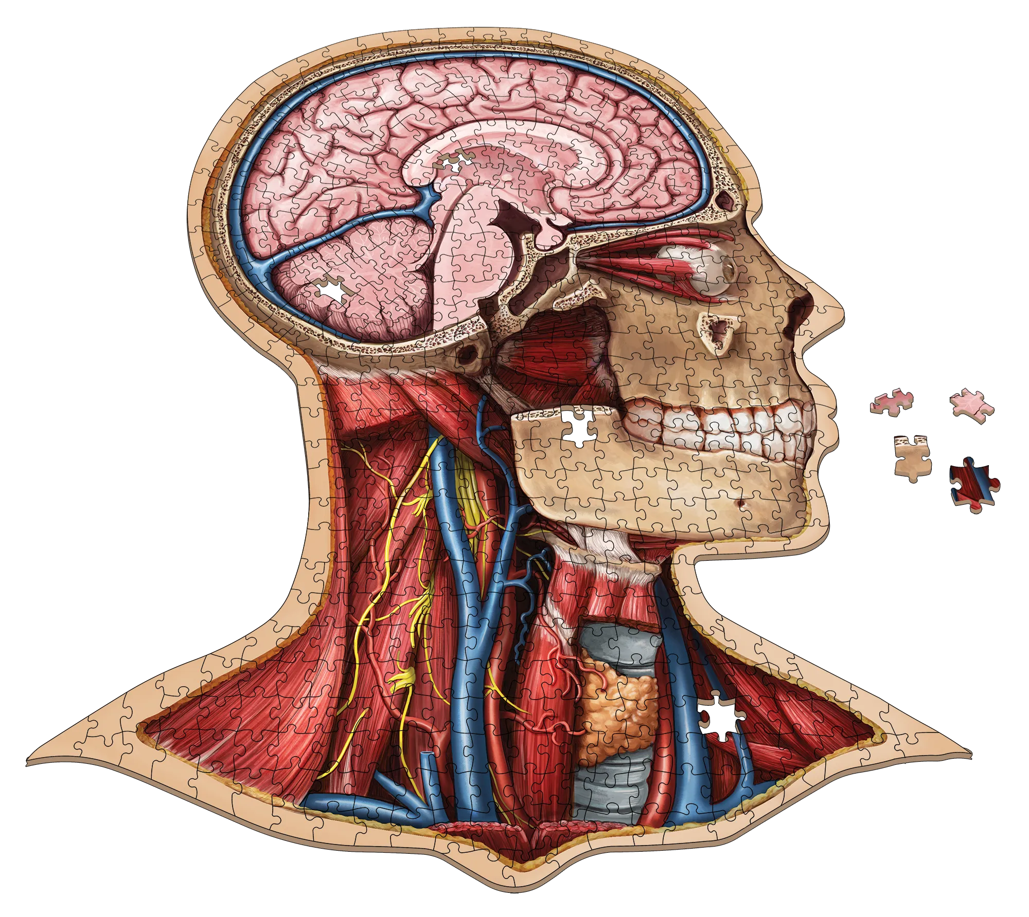 Bundle - Human Anatomy Jigsaw Puzzle Set of Head, Thorax and Abdomen