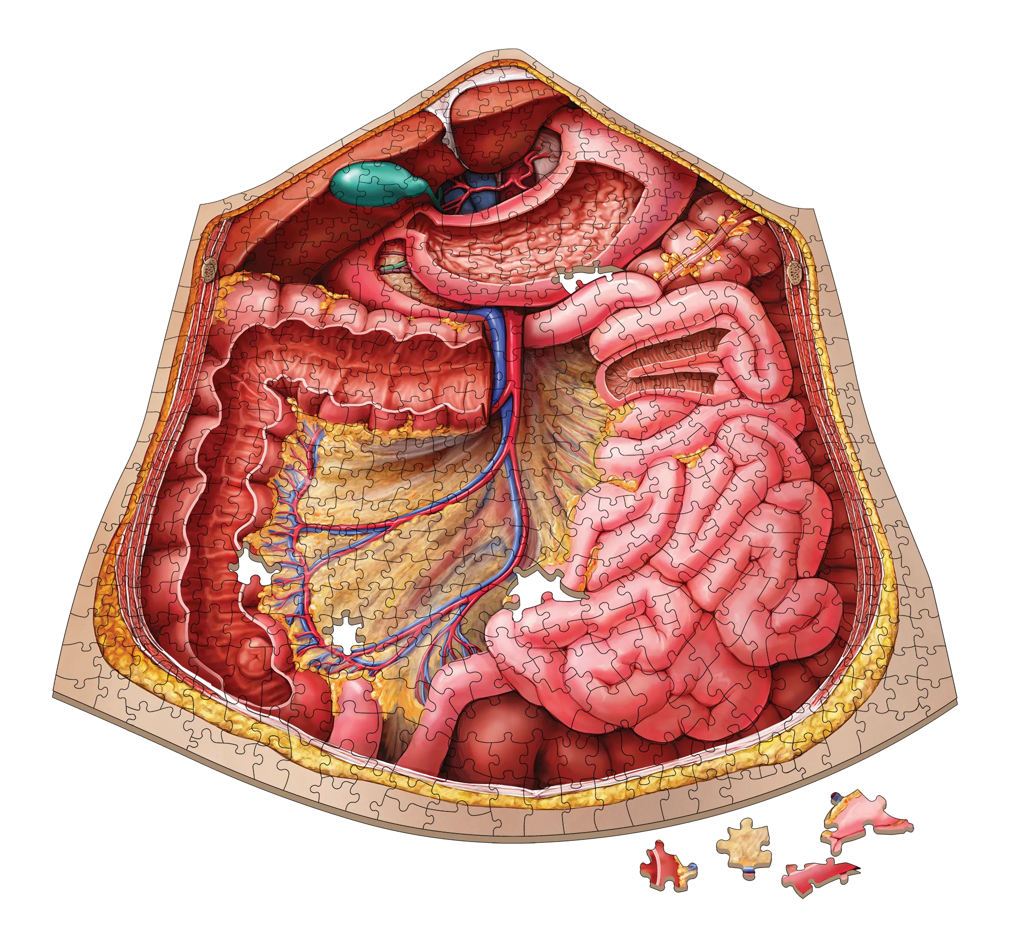 Bundle - Human Anatomy Jigsaw Puzzle Set of Head, Thorax and Abdomen