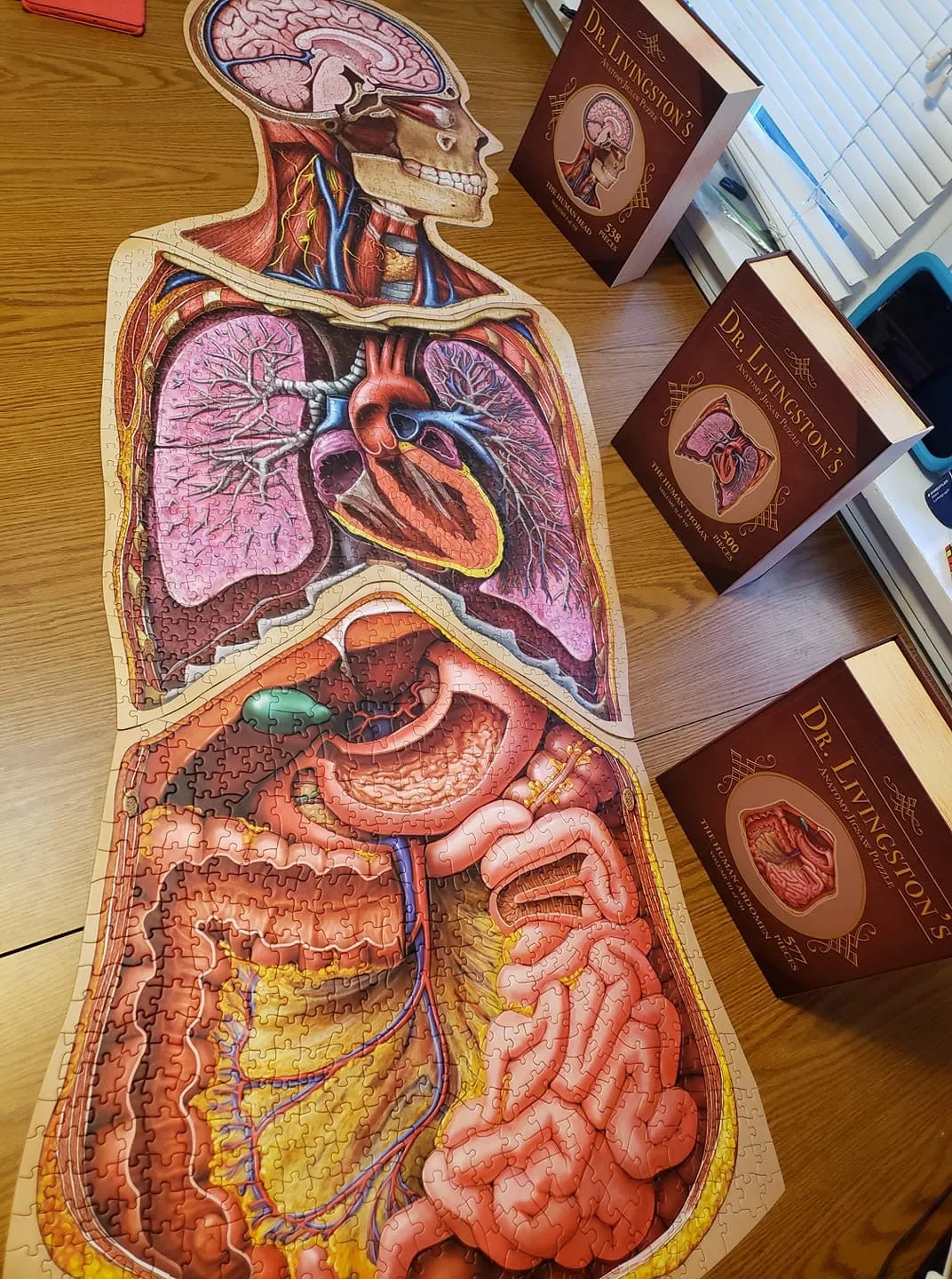 Bundle - Human Anatomy Jigsaw Puzzle Set of Head, Thorax and Abdomen