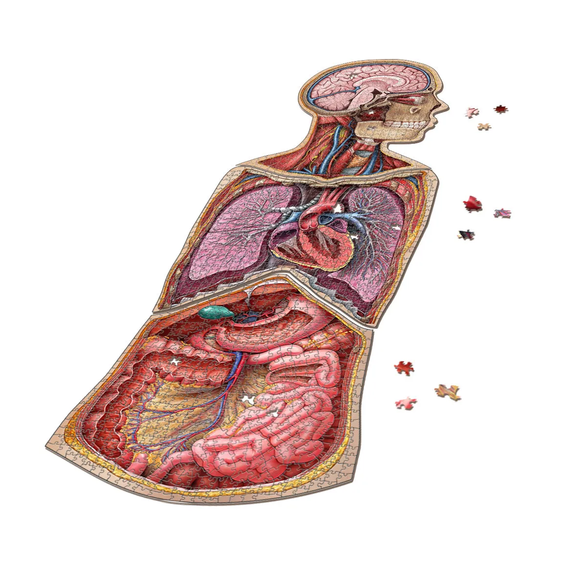 Bundle - Human Anatomy Jigsaw Puzzle Set of Head, Thorax and Abdomen